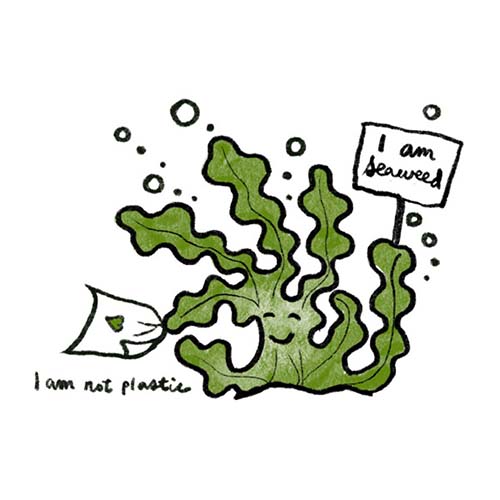 Sugarcane Pulp Containers